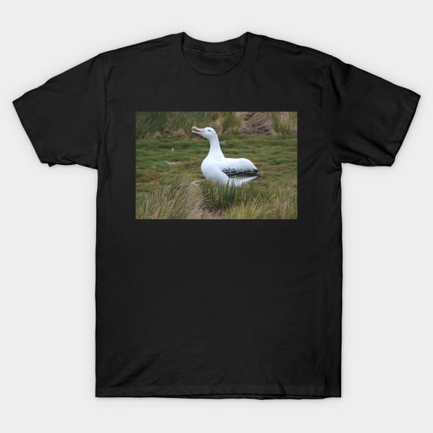 Wandering Albatross Calling to its Mate T-Shirt by Carole-Anne